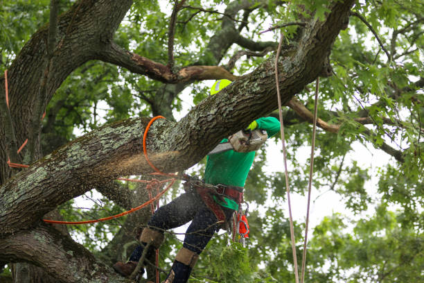  Calcium, NY Tree Services Pros