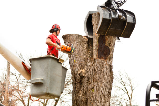 Best Utility Line Clearance  in Calcium, NY